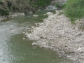 BOVINO (210).jpg