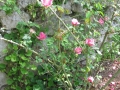 GIARDINI DI LINFA 091.jpg