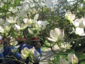 GIARDINI DI LINFA 095.jpg