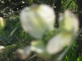 GIARDINI DI LINFA 096.jpg