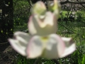 GIARDINI DI LINFA 097.jpg