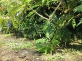 GIARDINI DI LINFA 099.jpg