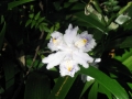 GIARDINI DI LINFA 107.jpg
