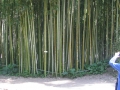 GIARDINI DI LINFA 111.jpg