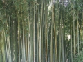 GIARDINI DI LINFA 113.jpg