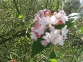 GIARDINI DI LINFA 122.jpg