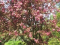 GIARDINI DI LINFA 124.jpg