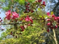 GIARDINI DI LINFA 125.jpg